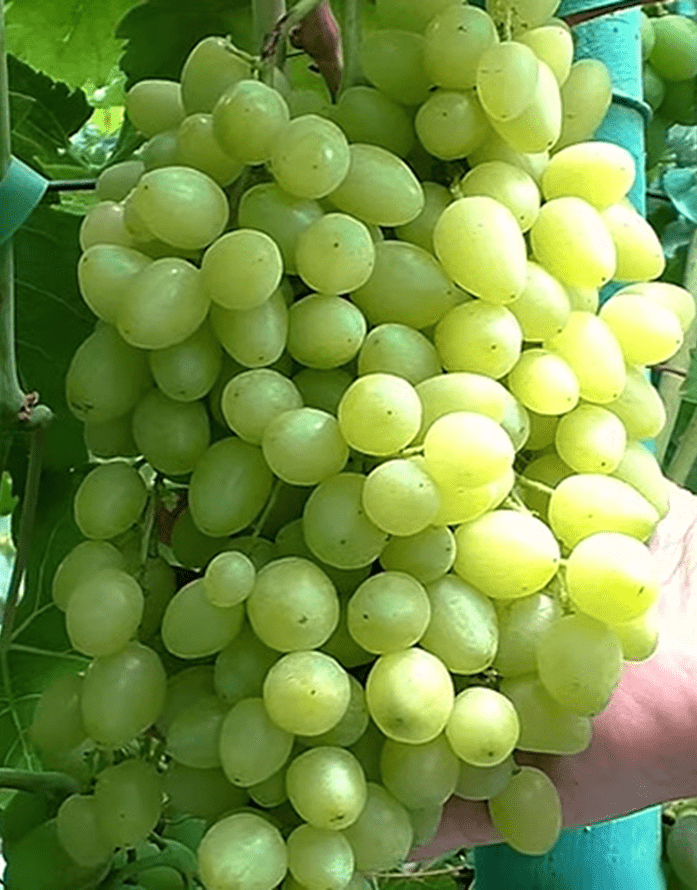 Виноградные саженцы в Крыму