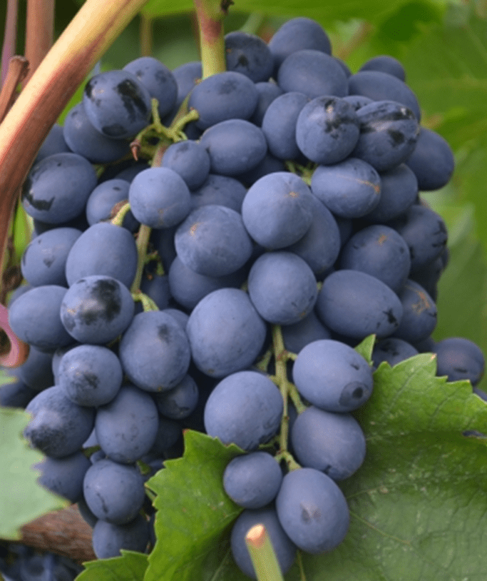 Купить виноградные саженцы