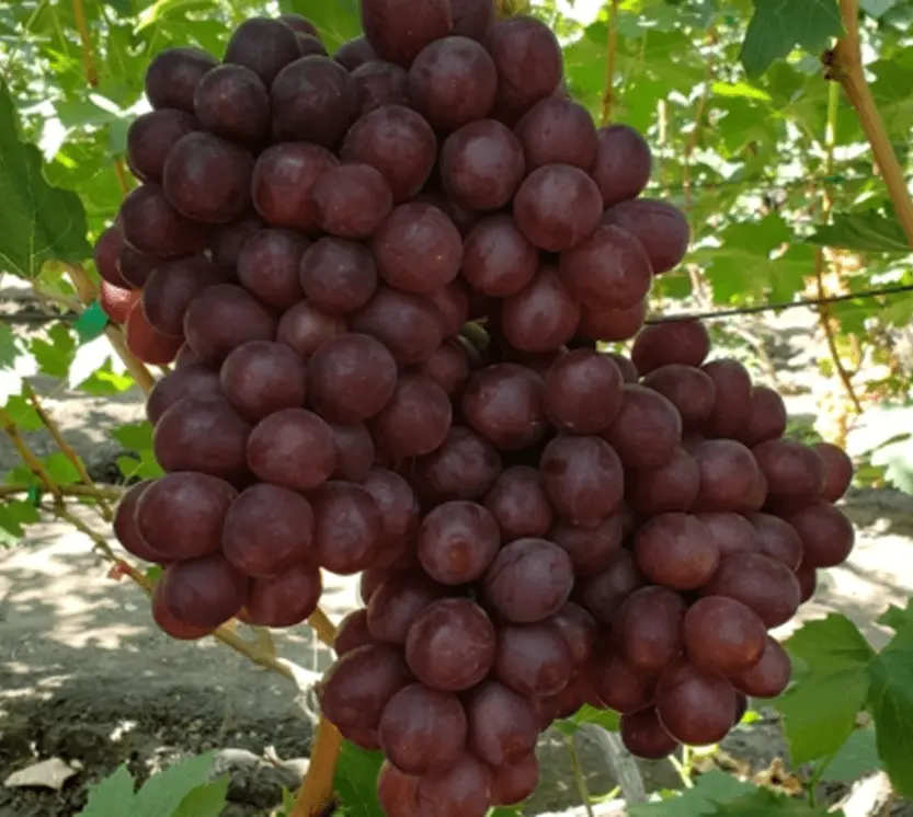 виноград алвика 2
