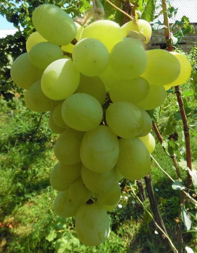 каталог саженцев винограда солнечная гроздь