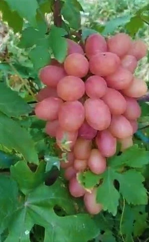виноград фантазер